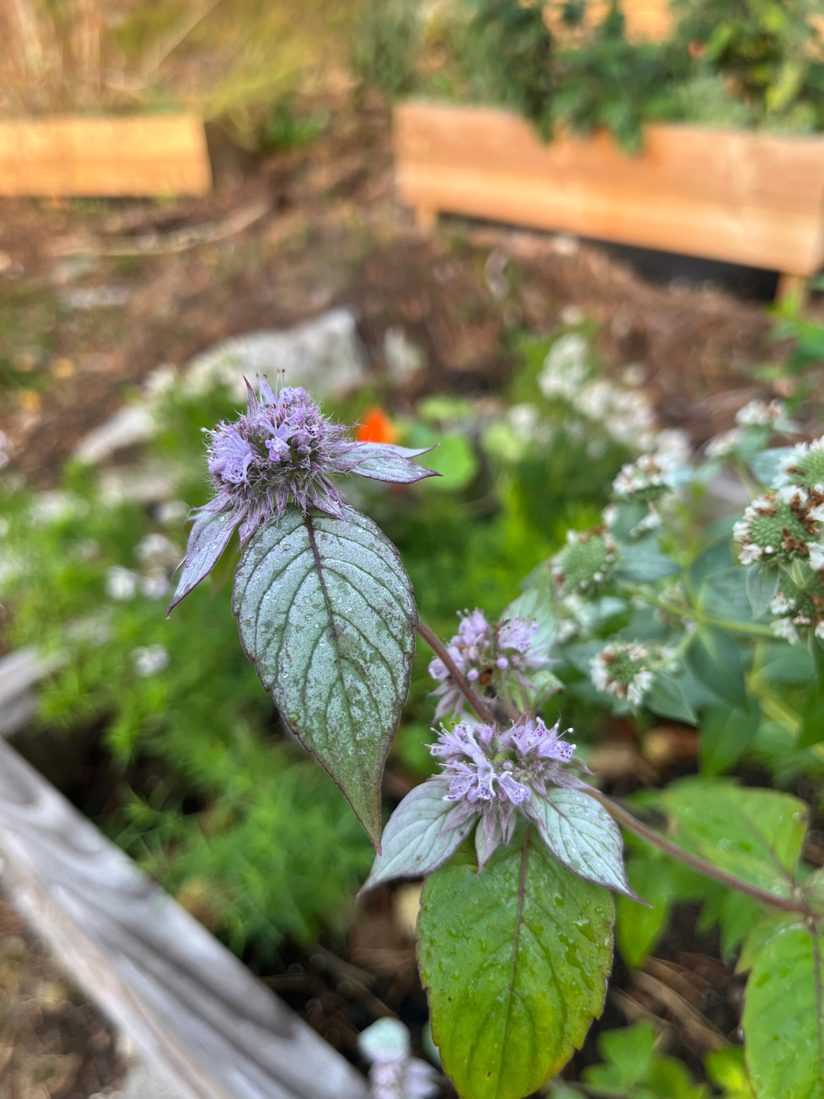 Bergsmynta ”Silver leaf mint”