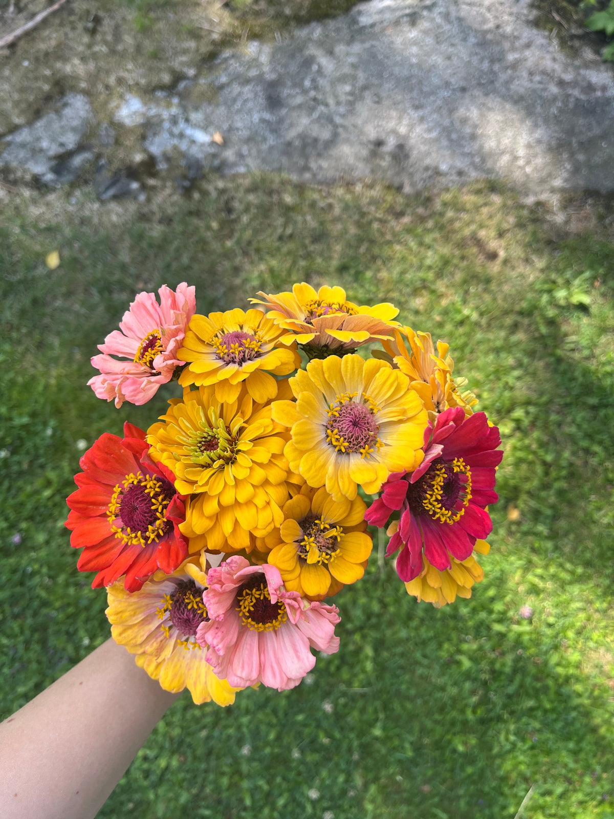 Zinnia ”Karamell”
