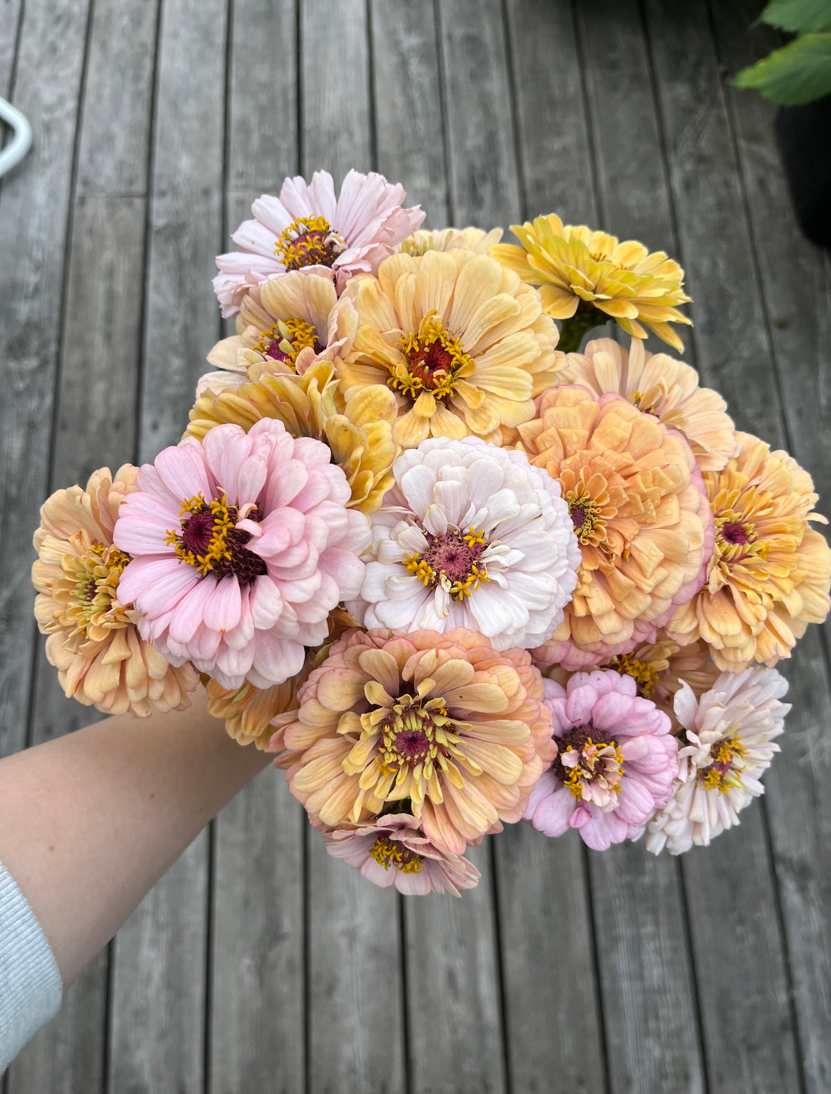 Zinnia ”Pastell”