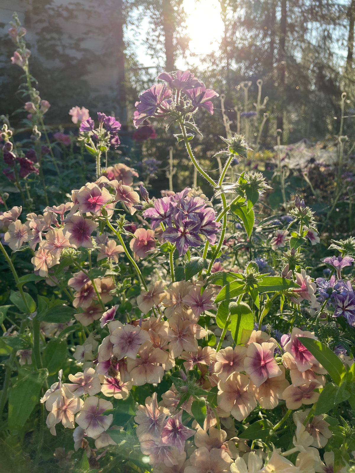 Sommarflox ”Mix”