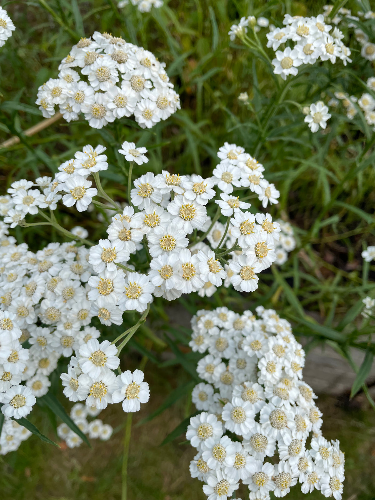 Vitpytta