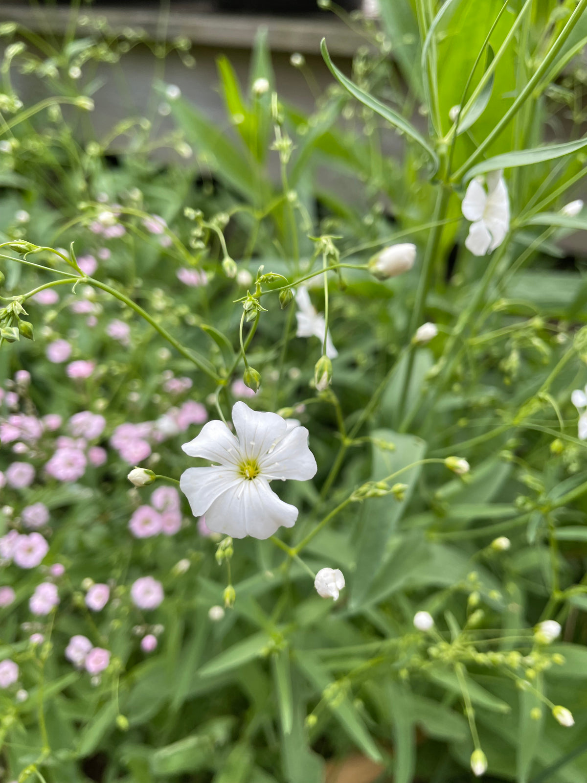Sommarslöja ”Vit”