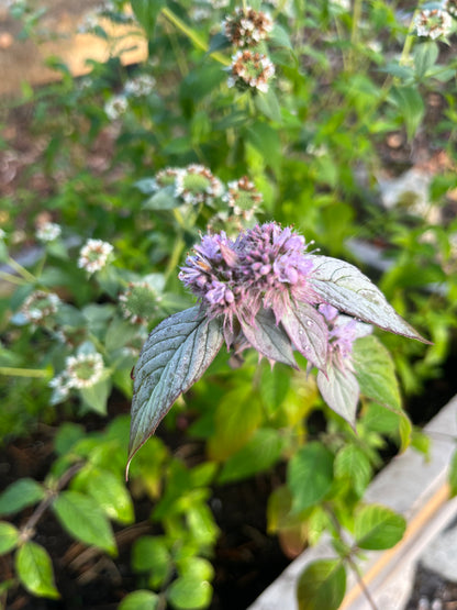 Bergsmynta ”Silver leaf mint”