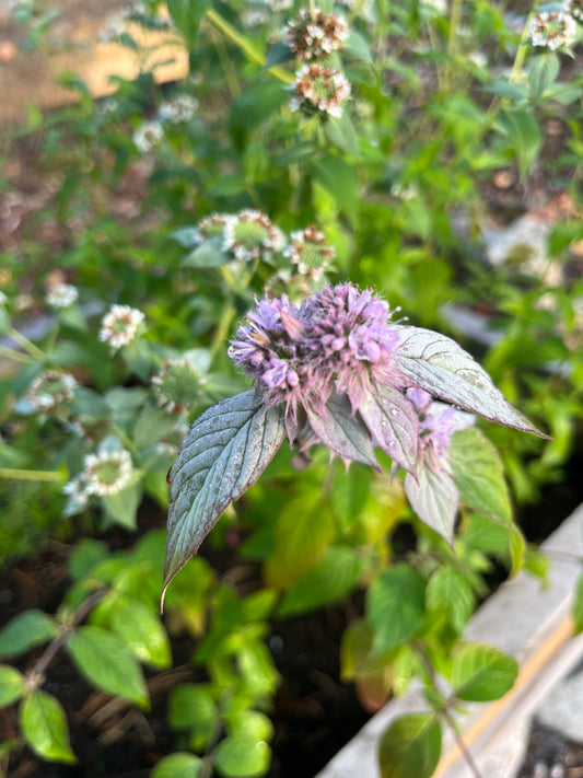 Bergsmynta ”Silver leaf mint”