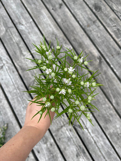 Bergsmynta ”Smalbladig”