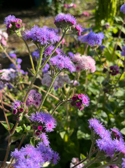 Ageratum ”Mix”