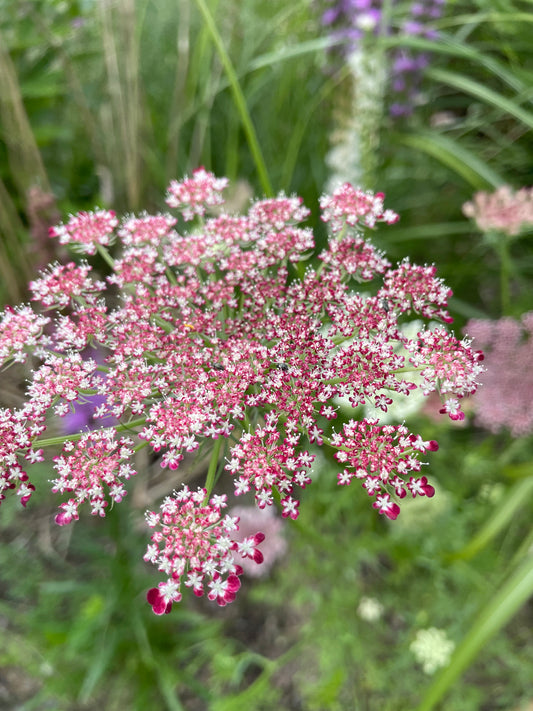 Blomstermorot ”Vinröd”