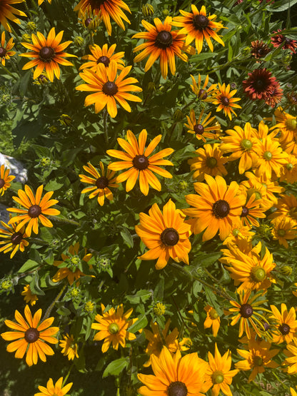 Sommarrudbeckia ”Svartögd”