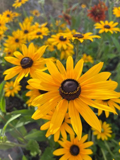 Sommarrudbeckia ”Svartögd”