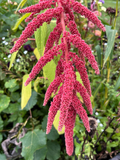 Amarant ”Korall”