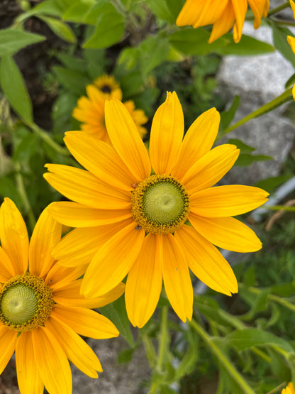 Sommarrudbeckia ”Grönögd”