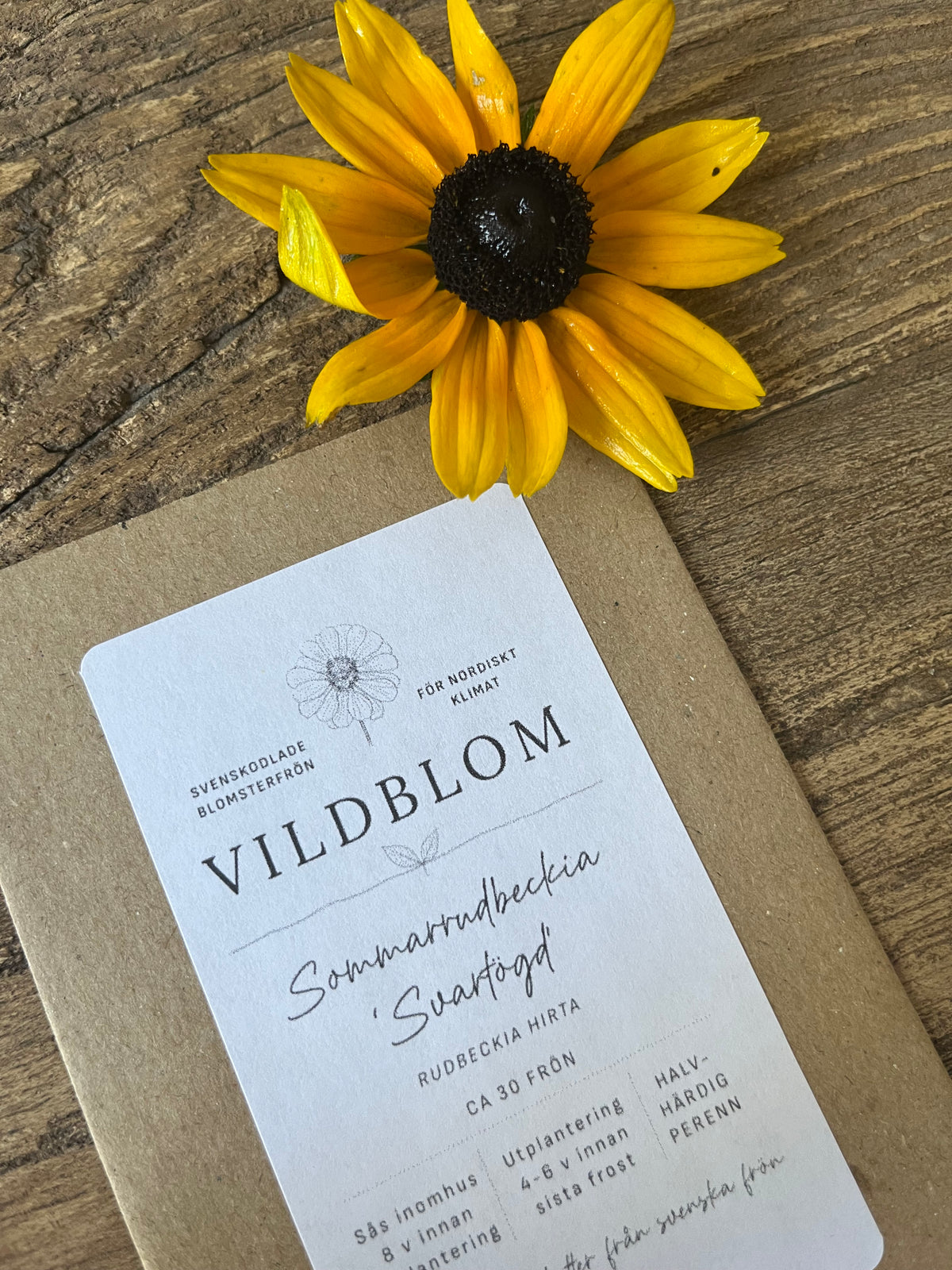 Sommarrudbeckia ”Svartögd”