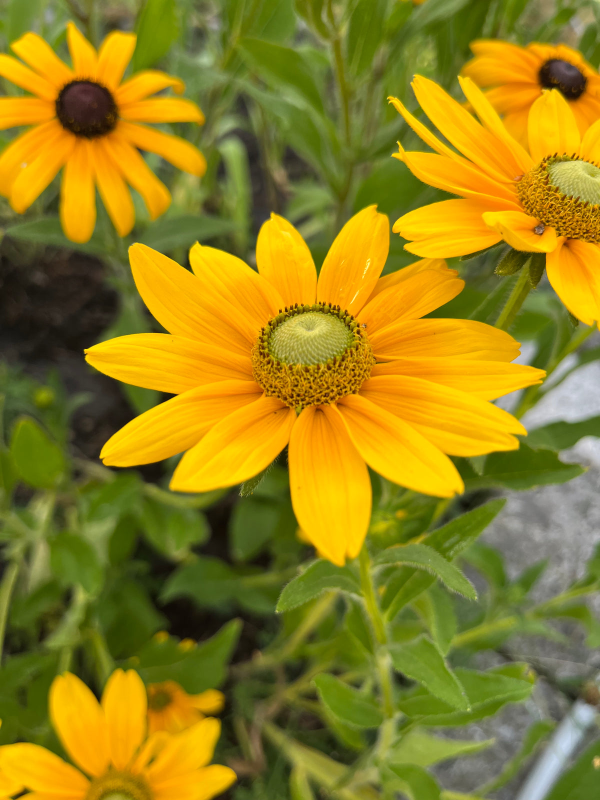 Sommarrudbeckia ”Grönögd”