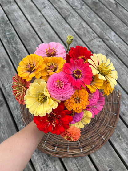 Zinnia ”Karamell”