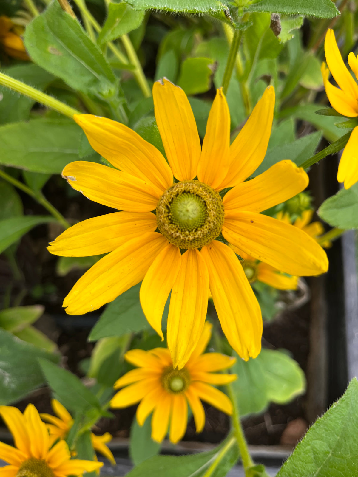 Sommarrudbeckia ”Grönögd”