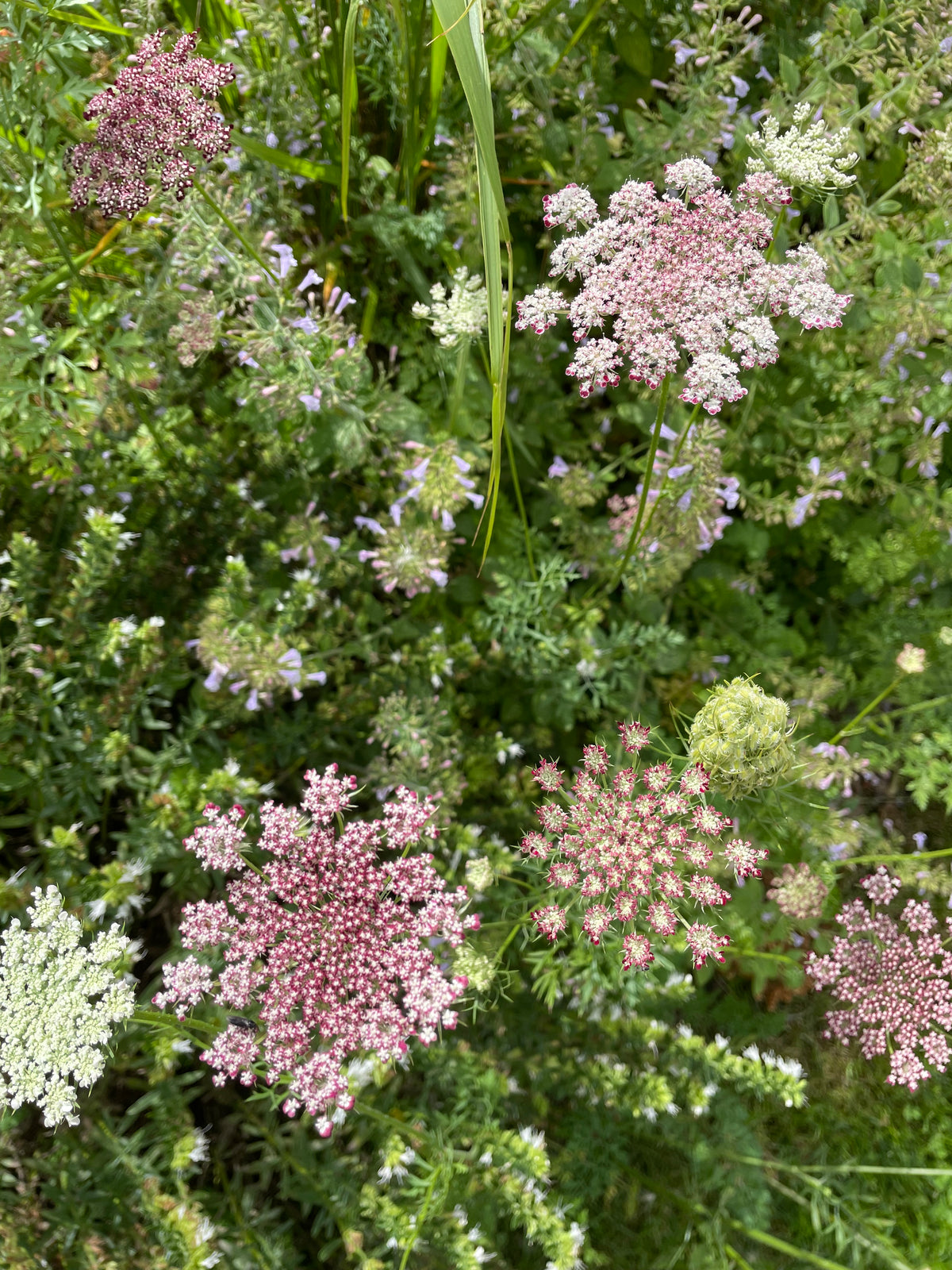 Blomstermorot ”Vinröd”