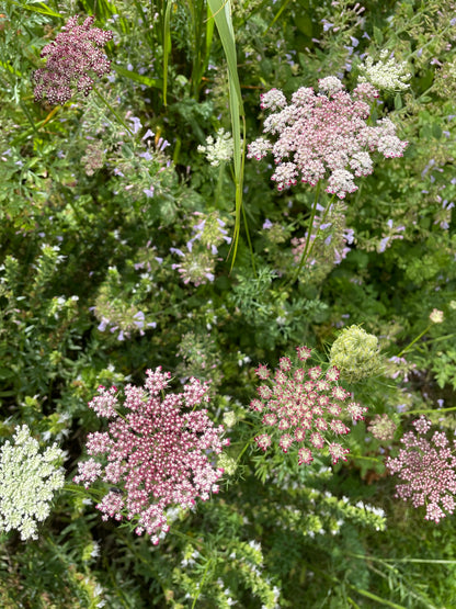 Blomstermorot ”Vinröd”