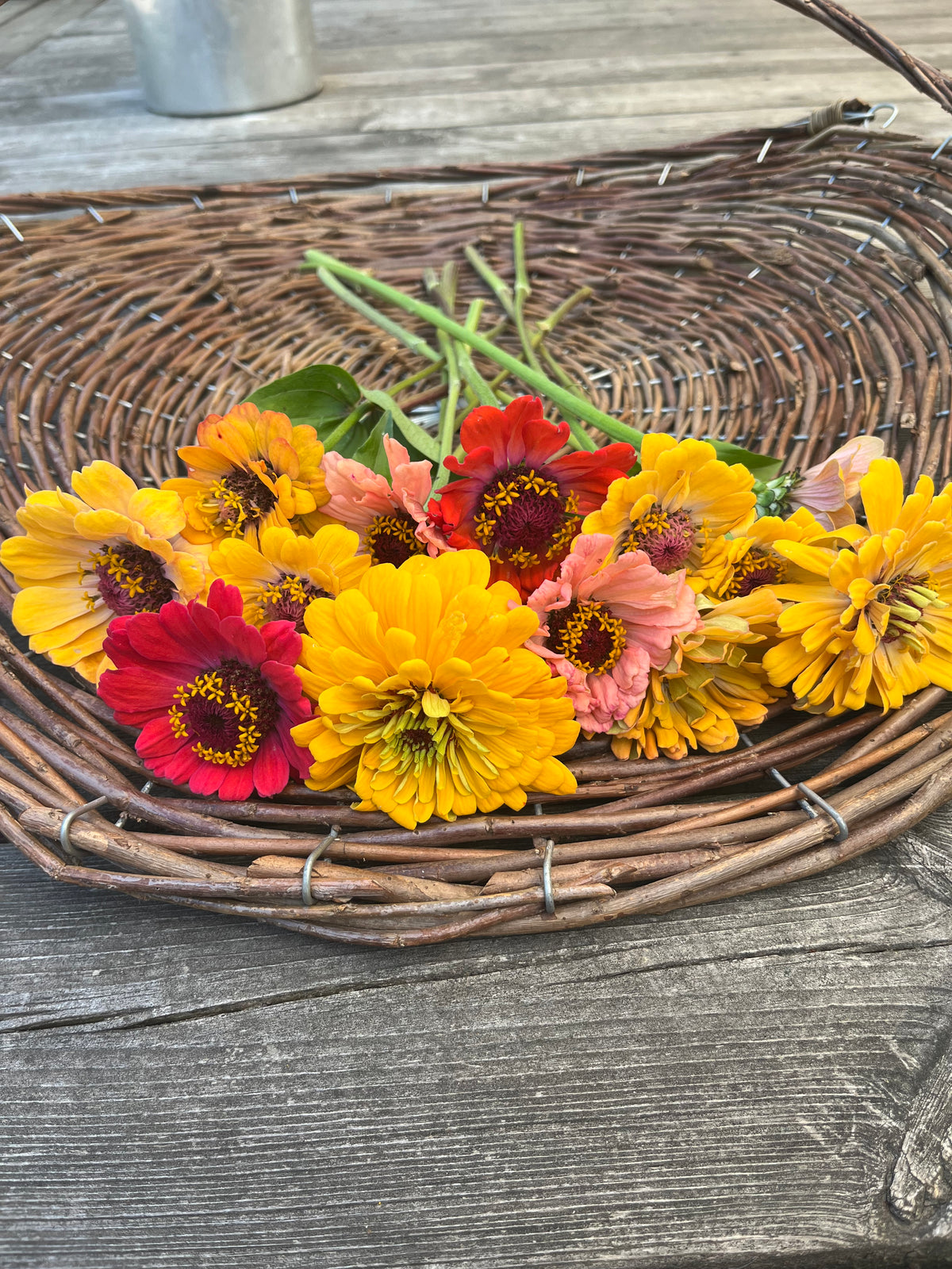 Zinnia ”Karamell”