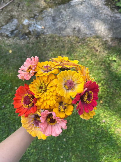 Zinnia ”Karamell”