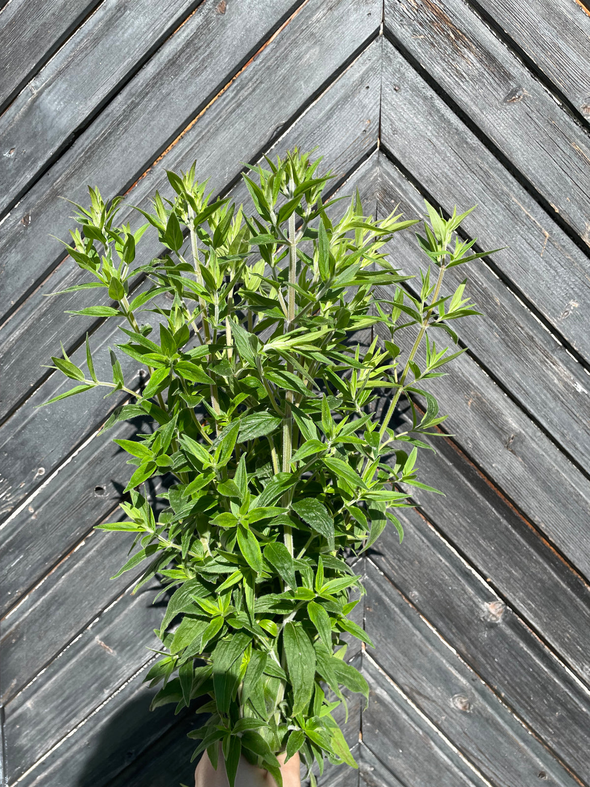 Bergsmynta ”Mountain Mint”