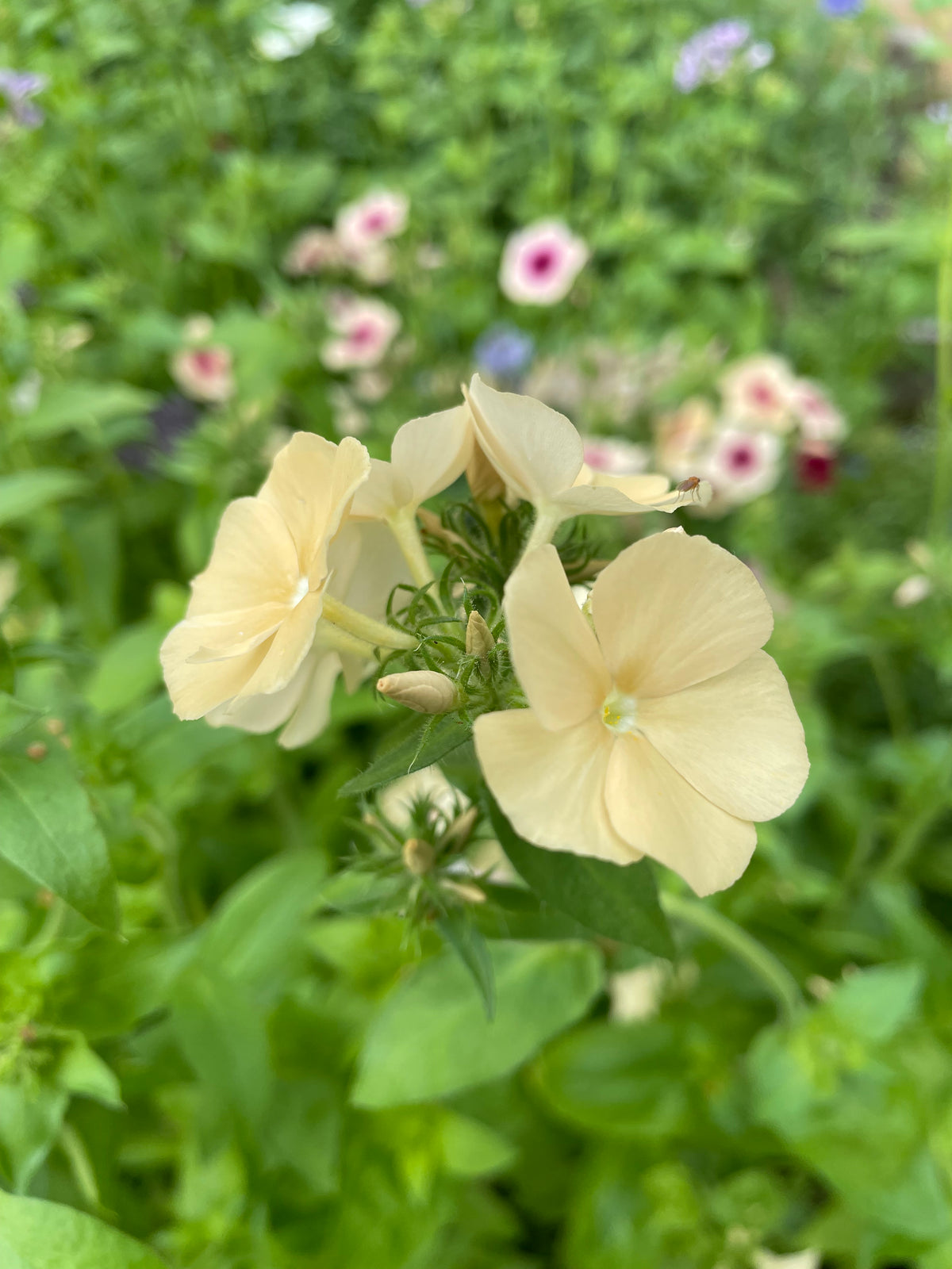 Sommarflox ”Mix”
