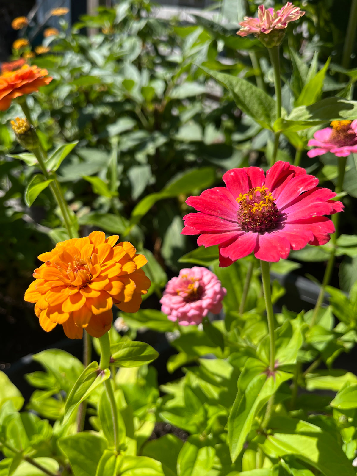 Zinnia ”Karamell”