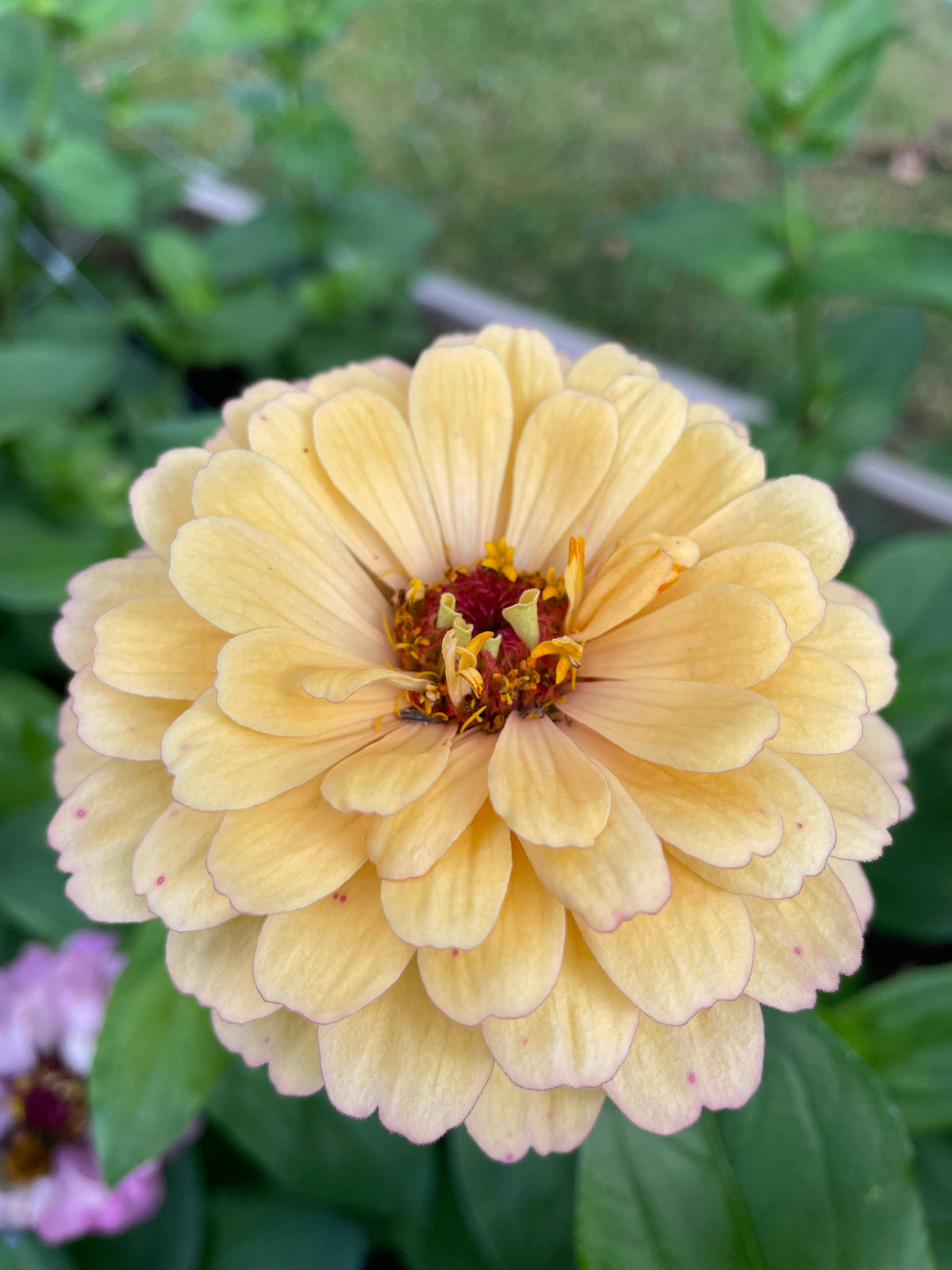 Zinnia ”Pastell”