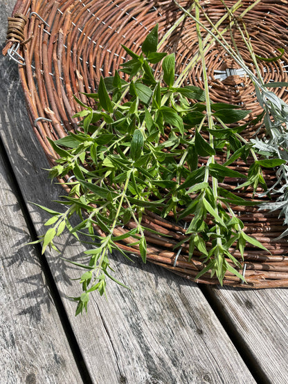 Bergsmynta ”Mountain Mint”