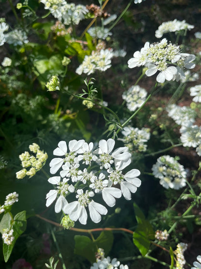 Blomsterkörvel
