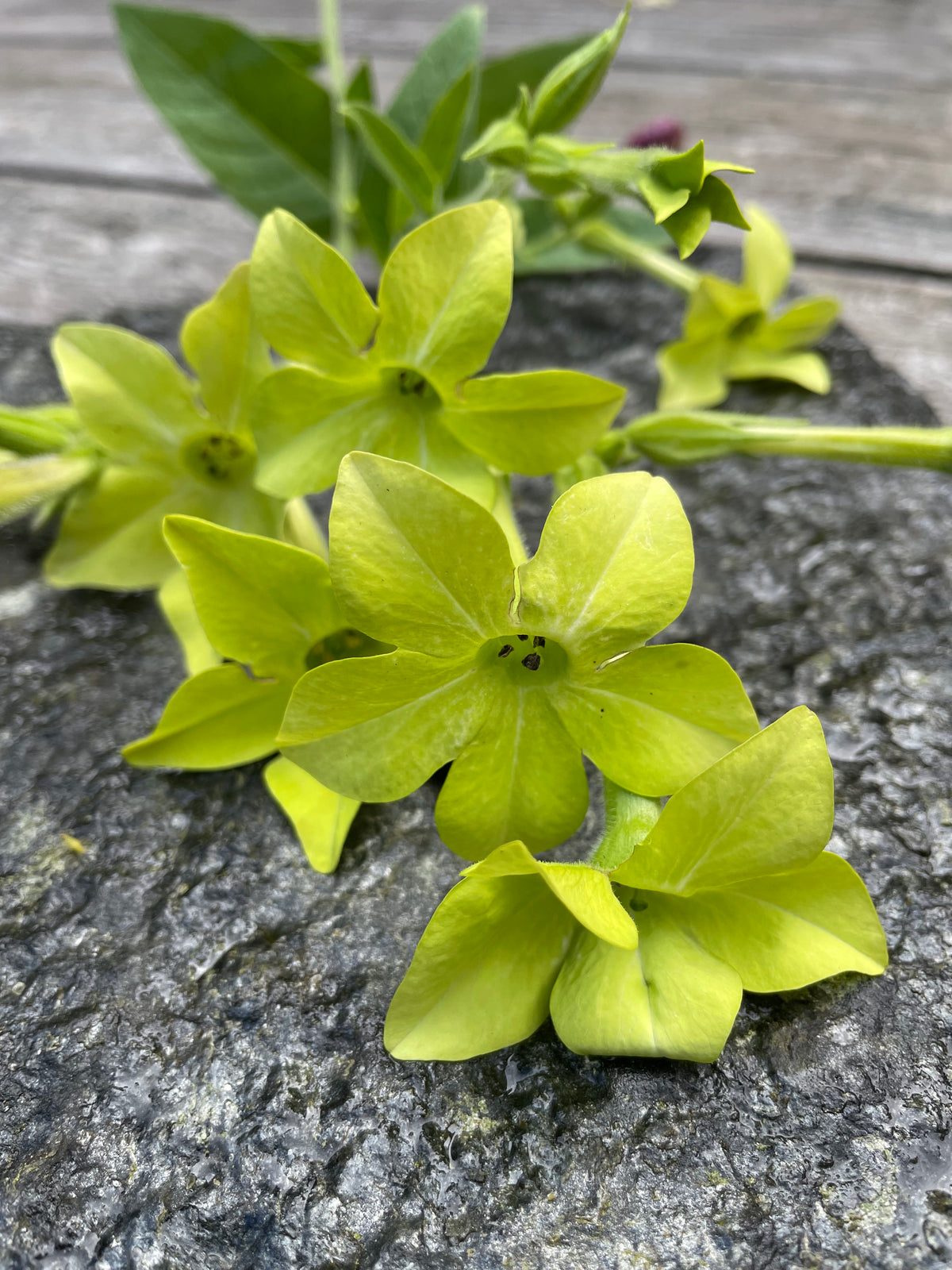 Blomstertobak "Lime"