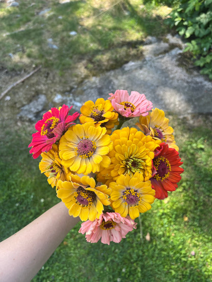 Zinnia ”Karamell”