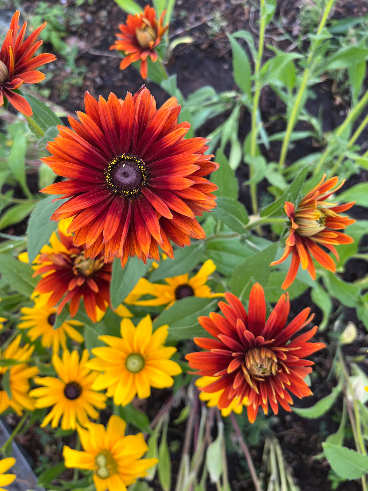 Sommarrudbeckia ”Röd”