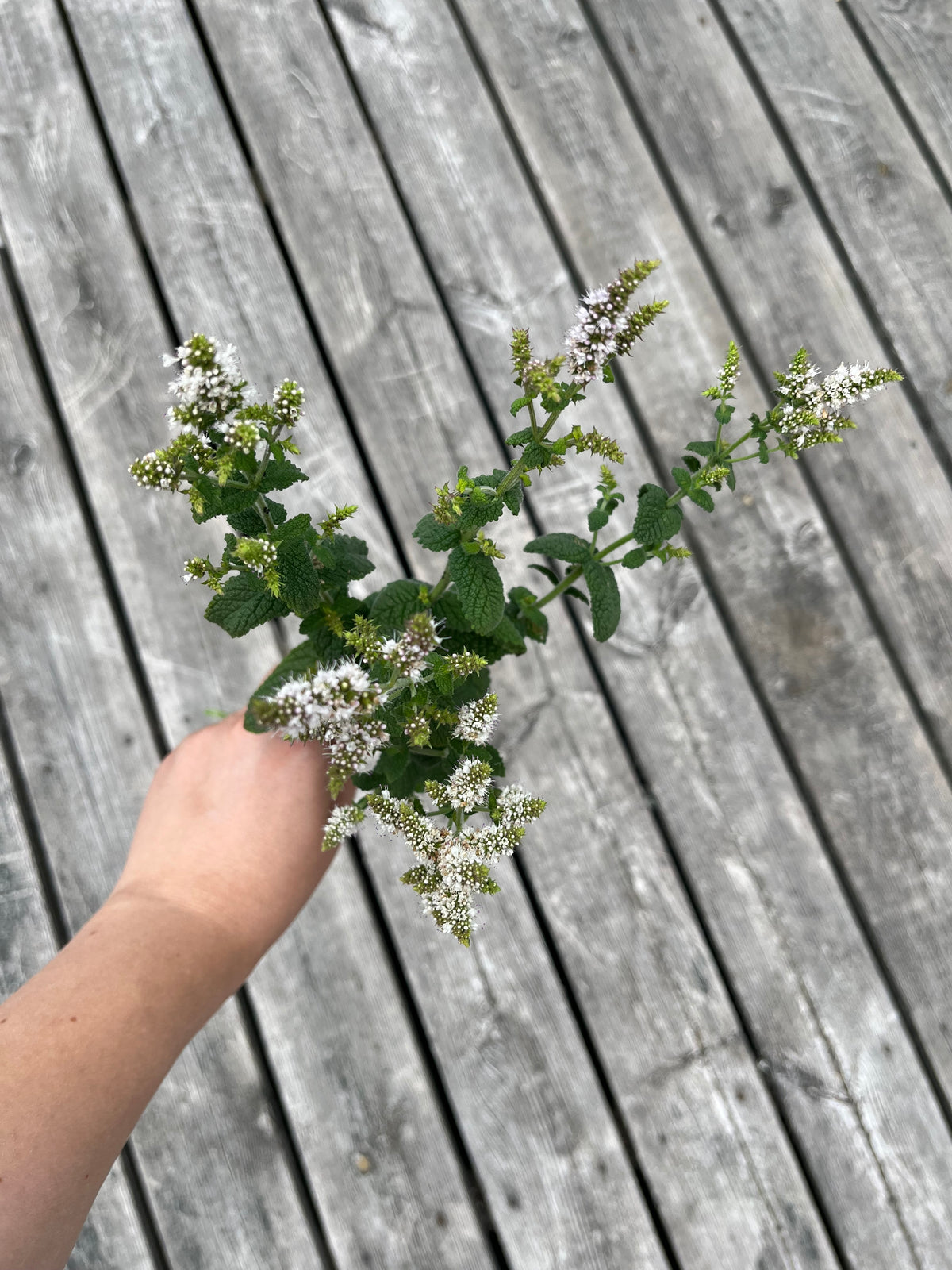 Äppelmynta