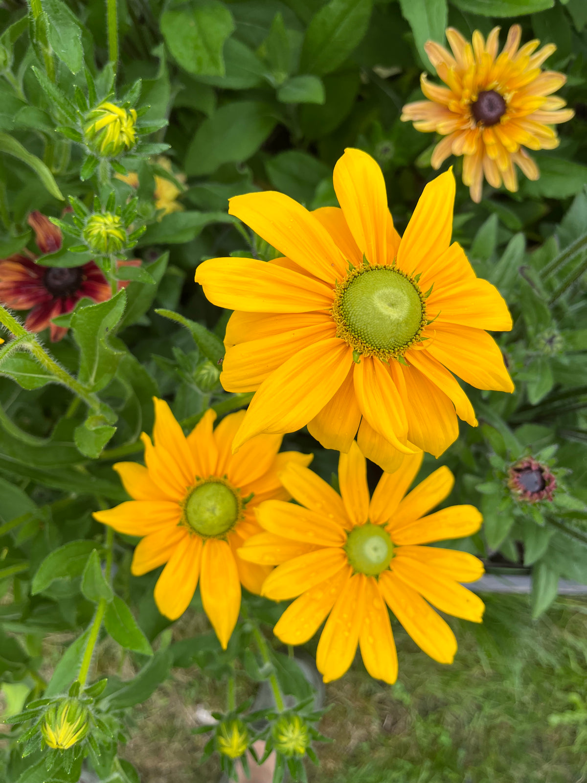 Sommarrudbeckia ”Grönögd”