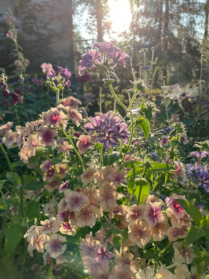 Sommarflox ”Mix”