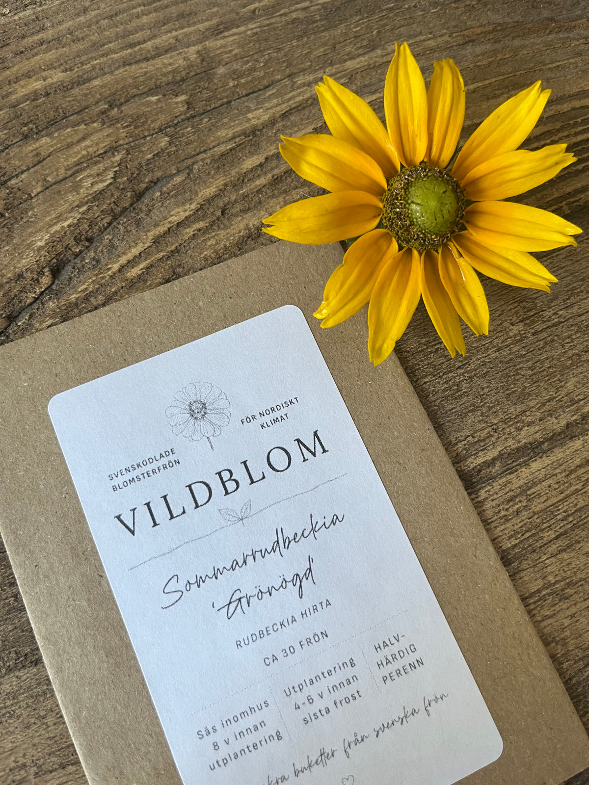 Sommarrudbeckia ”Grönögd”