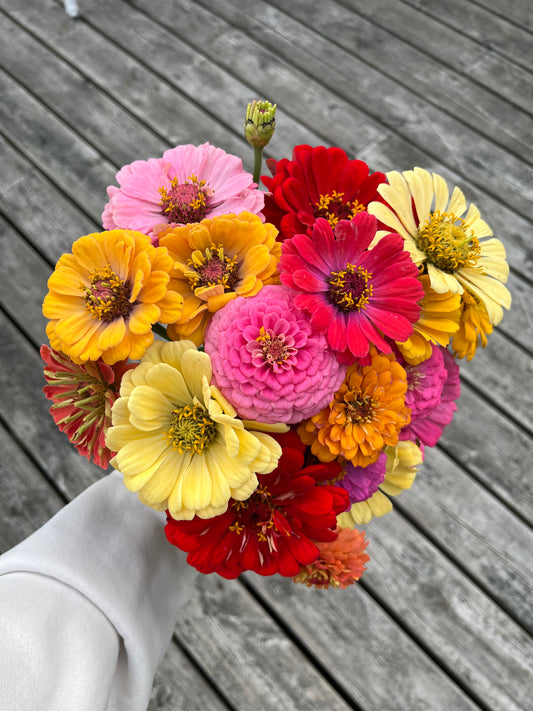Zinnia ”Karamell”