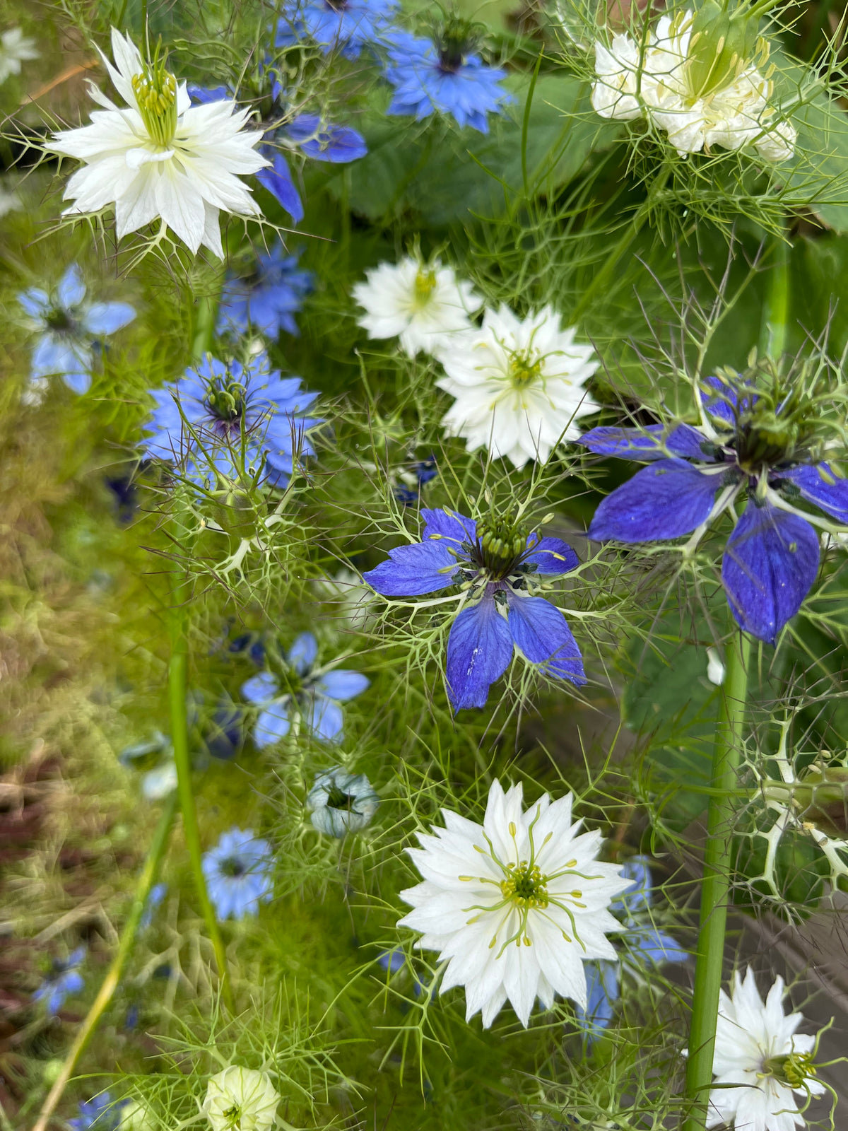 Jungfrun i det gröna