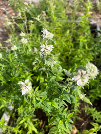 Bergsmynta ”Mountain Mint”