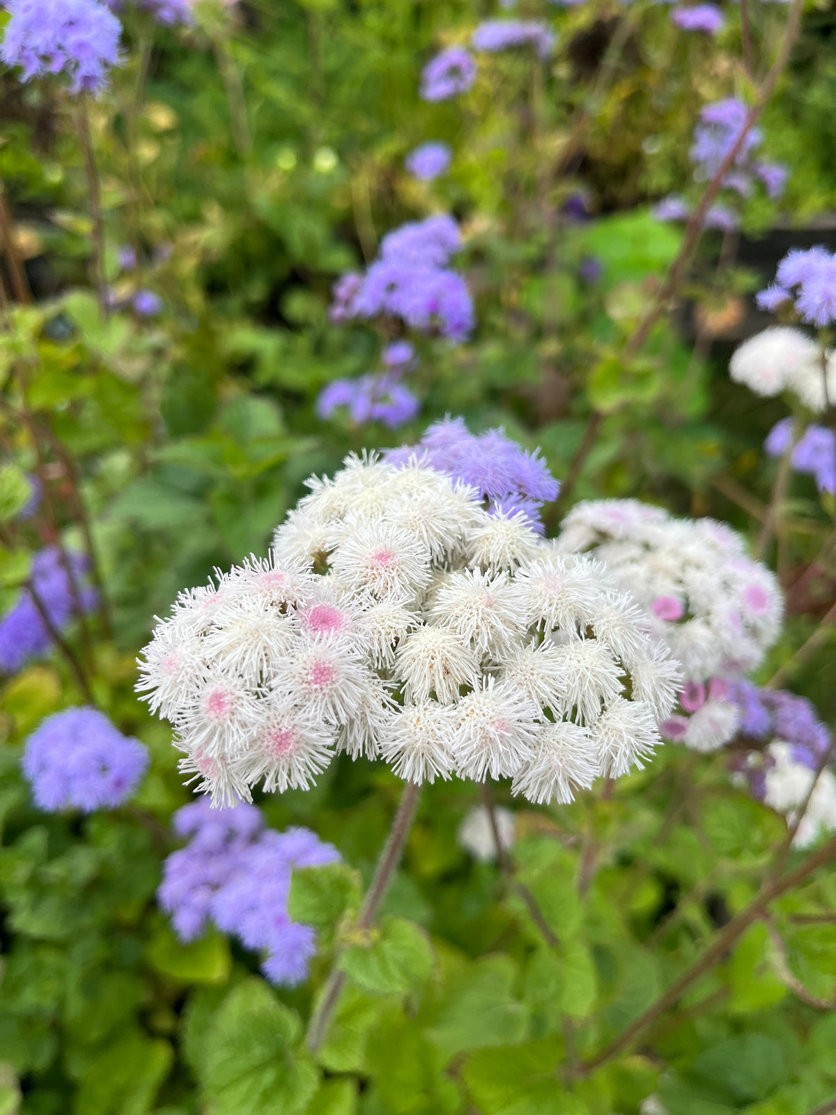 Ageratum ”Mix”