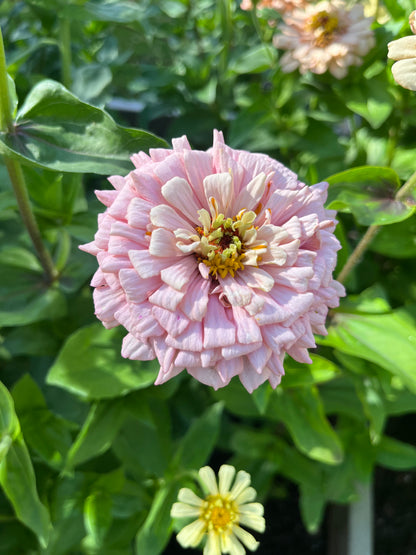 Zinnia ”Pastell”