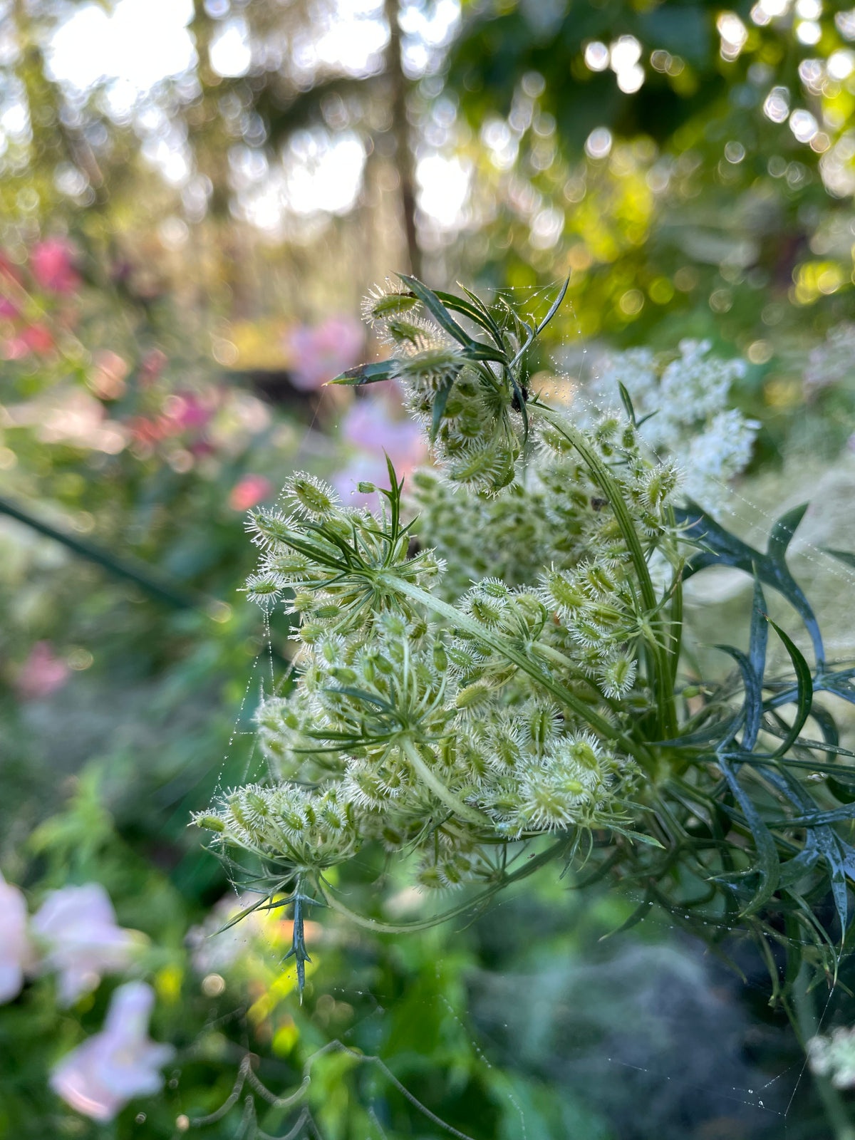 Blomstermorot ”Vinröd”