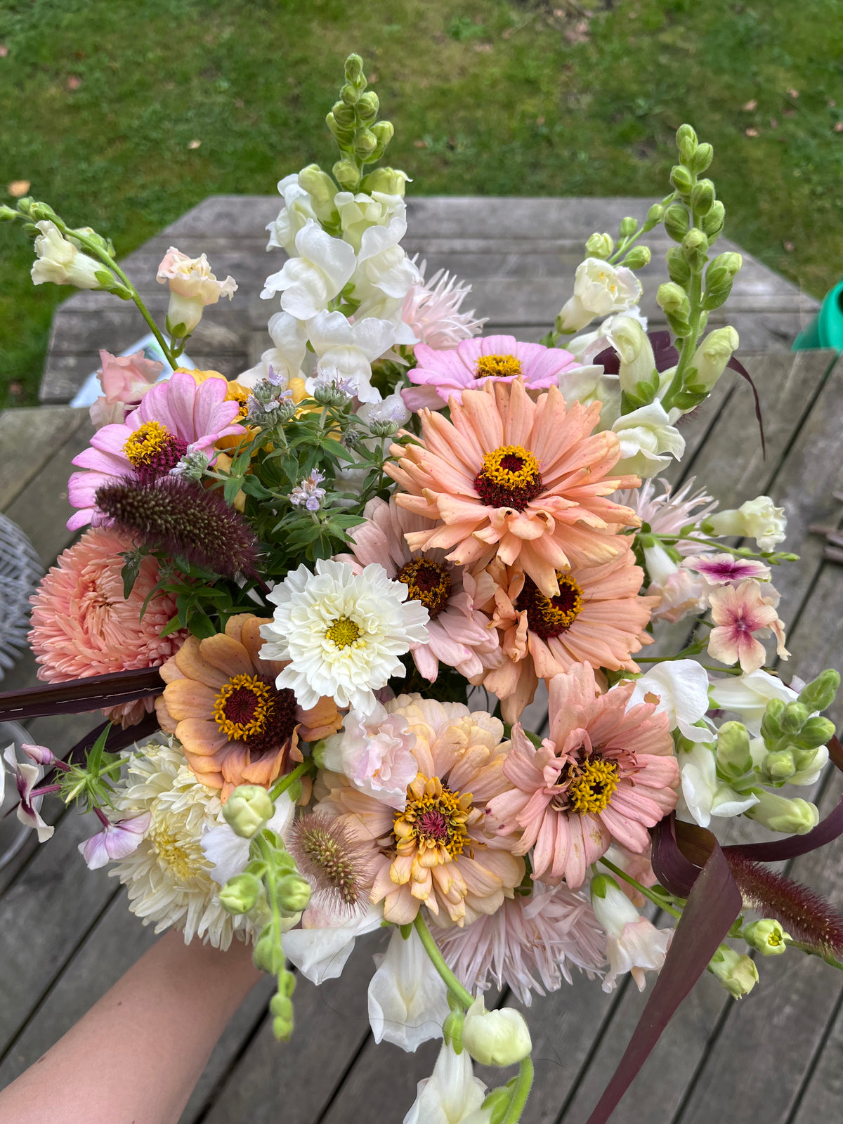 Zinnia ”Pastell”