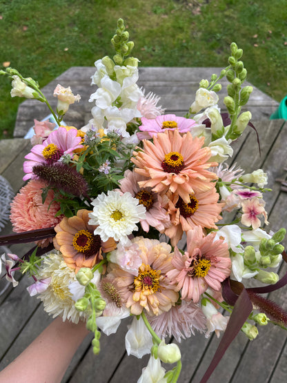 Zinnia ”Pastell”