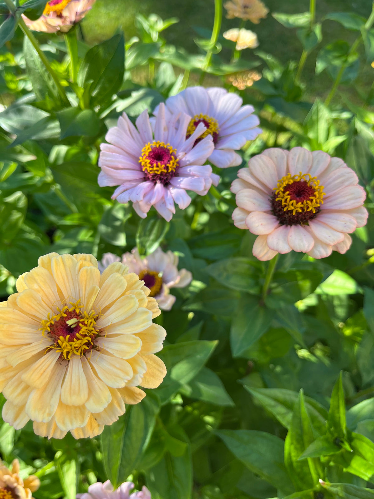 Zinnia ”Pastell”