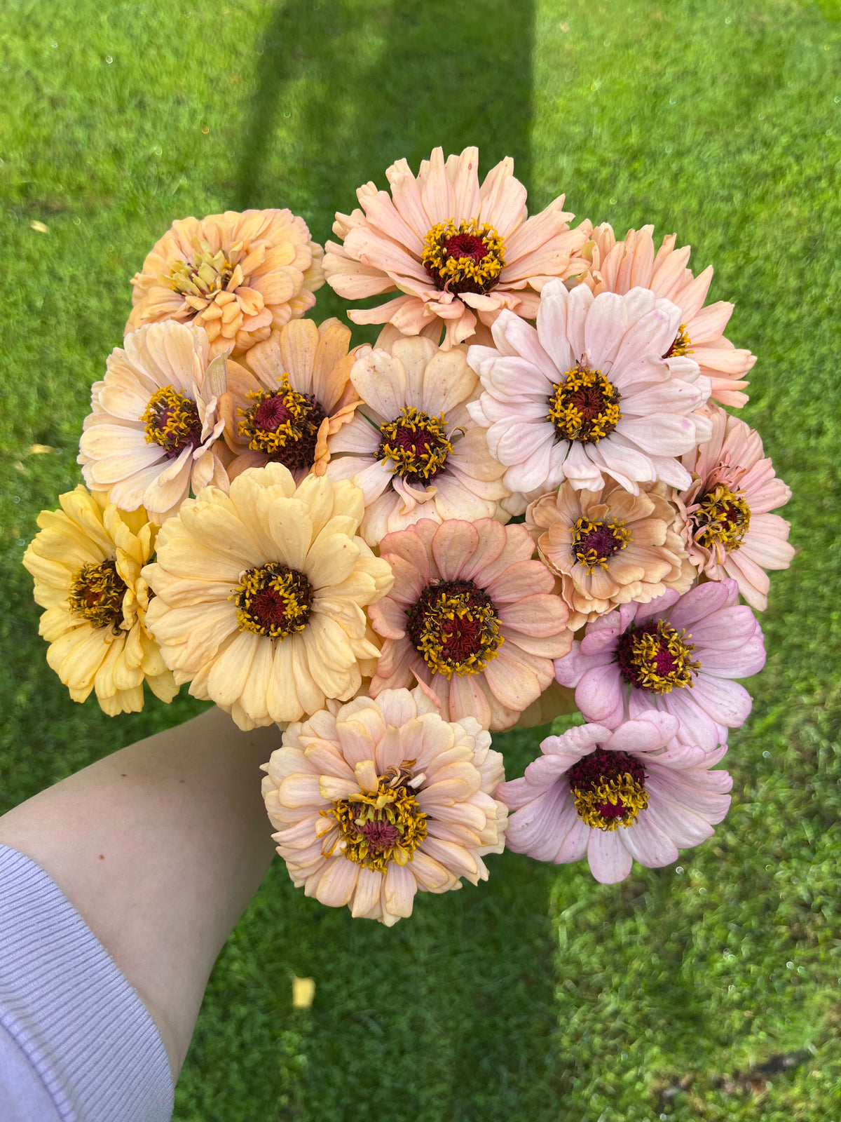 Zinnia ”Pastell”