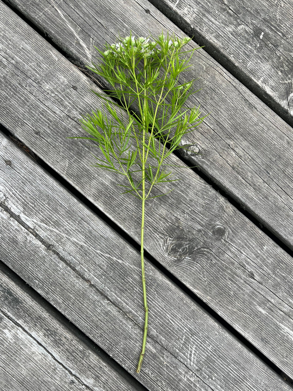 Bergsmynta ”Smalbladig”