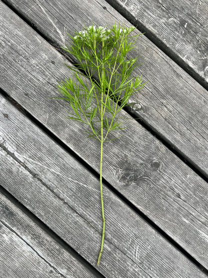 Bergsmynta ”Smalbladig”