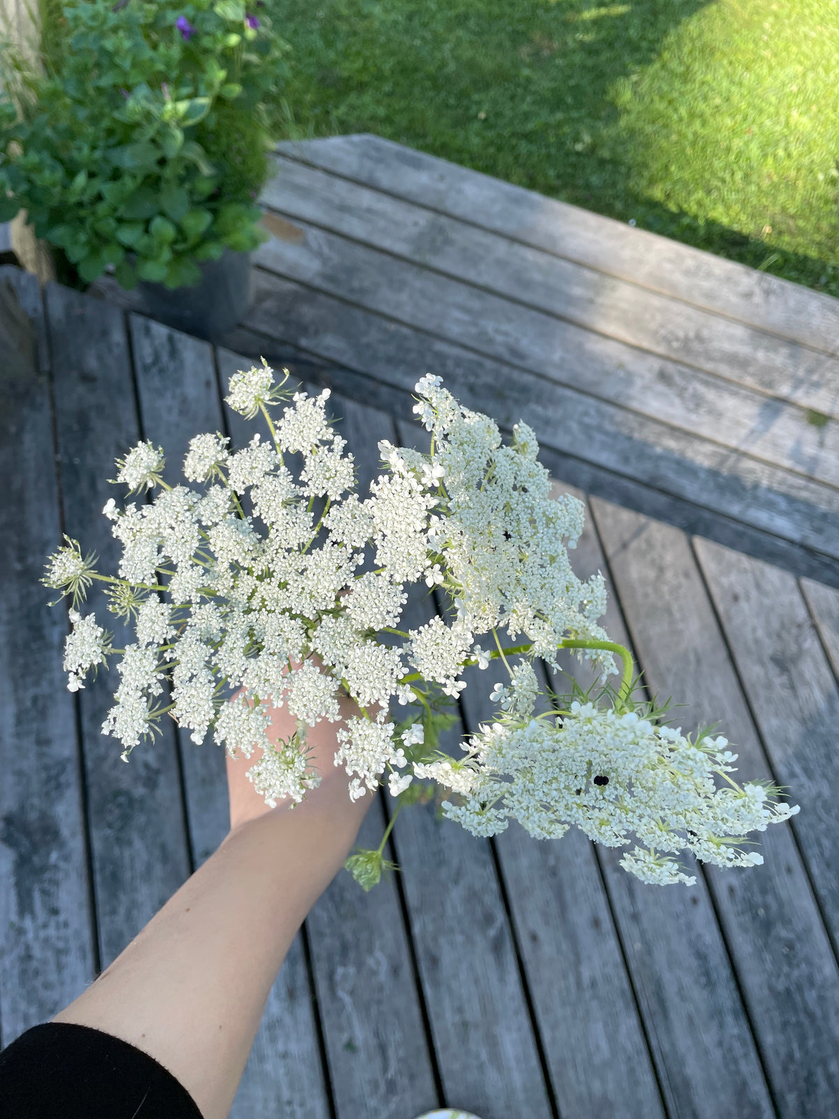 Blomstermorot ”Vit”