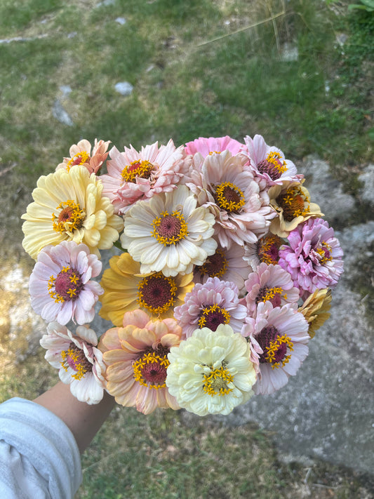 Zinnia ”Pastell”